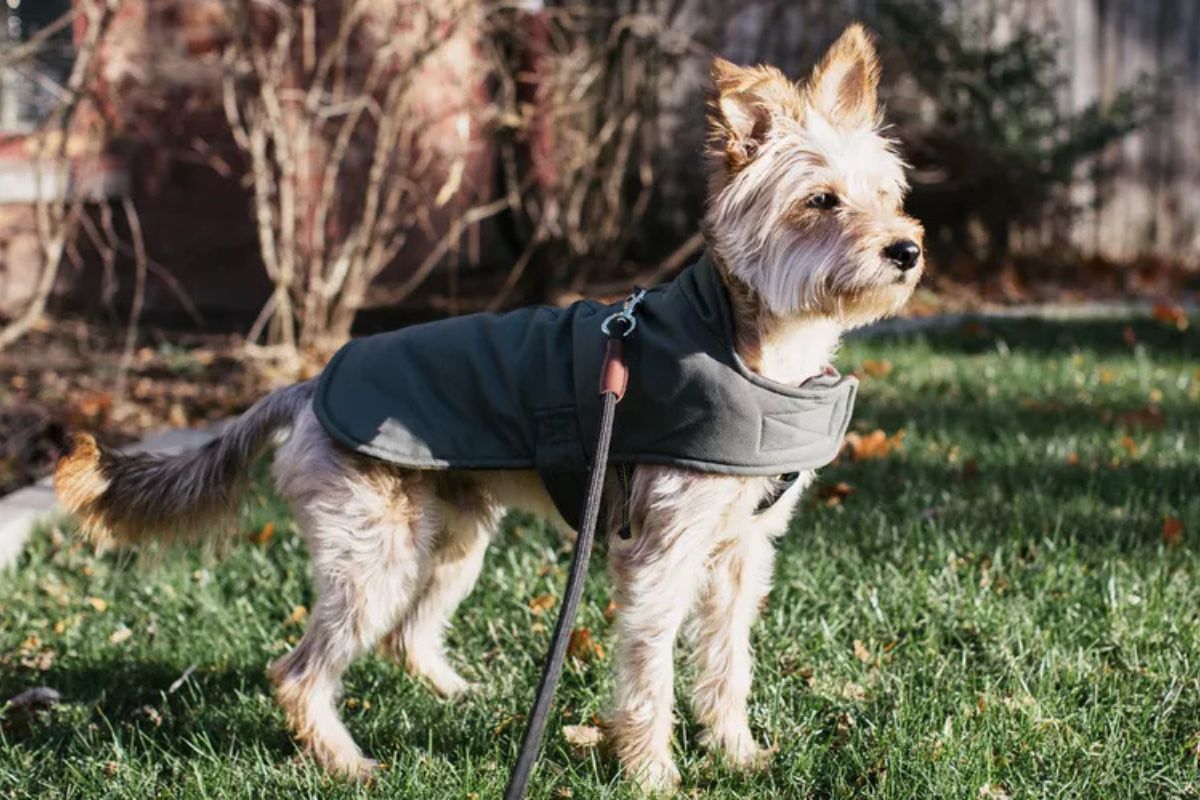 Read more about the article Do Dogs Really Need Jackets in Winter? What Vets Recommend