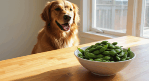 Read more about the article Can Dogs Eat Edamame? A Healthy Treat or a Risky Snack?