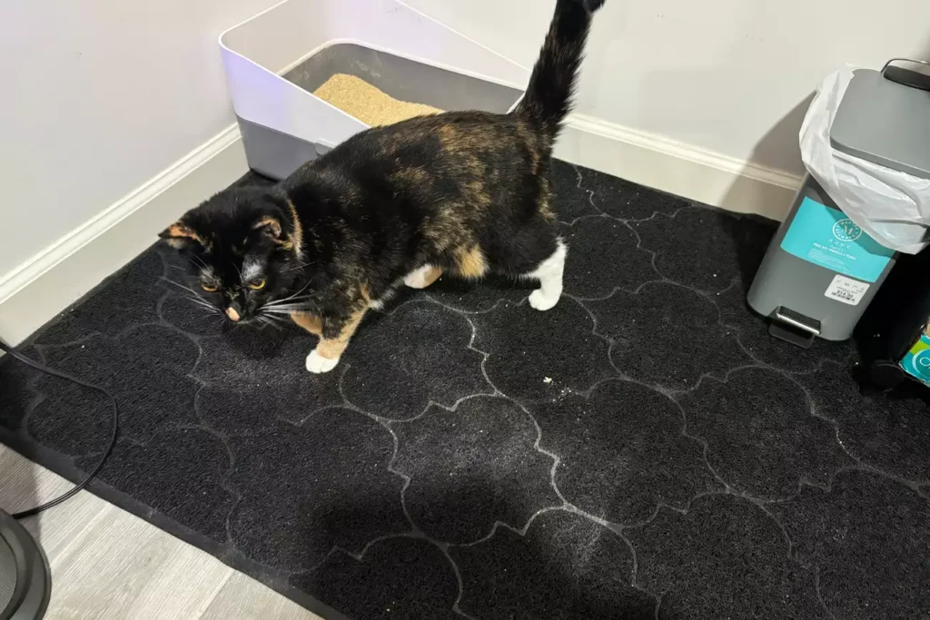 The 7 Best Cat Litter Mats for a Cleaner Home (Tested by Real Cats) 18 Extra-large Cosyearn litter mat catching litter from multiple cats