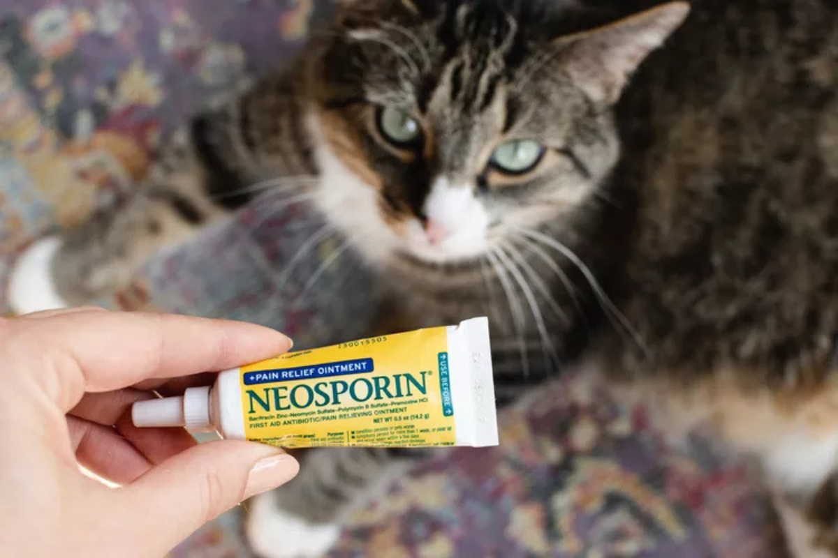 Read more about the article Is Neosporin Safe for Cats? What Every Cat Parent Should Know