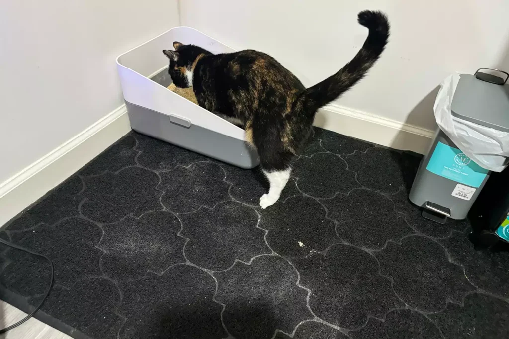 The 7 Best Cat Litter Mats for a Cleaner Home (Tested by Real Cats) 20 Cosyearn XL mat designed to trap litter in homes with multiple cats