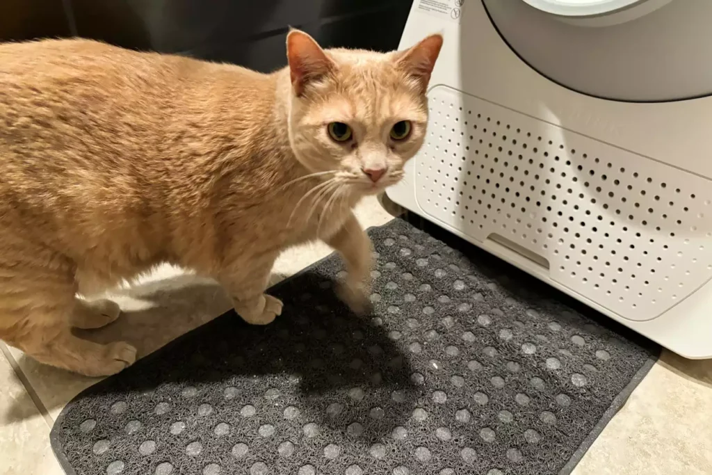 The 7 Best Cat Litter Mats for a Cleaner Home (Tested by Real Cats) 4 sps catit litter mat rectangle jodi espinosa 2webp